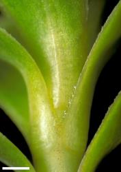 Veronica macrocalyx var. macrocalyx. Connate leaf bases. Scale = 1 mm
 Image: W.M. Malcolm © Te Papa CC-BY-NC 3.0 NZ